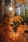 USA, New Mexico, Manzano Mountains. Sunburst on autumn maple tree. Art Print